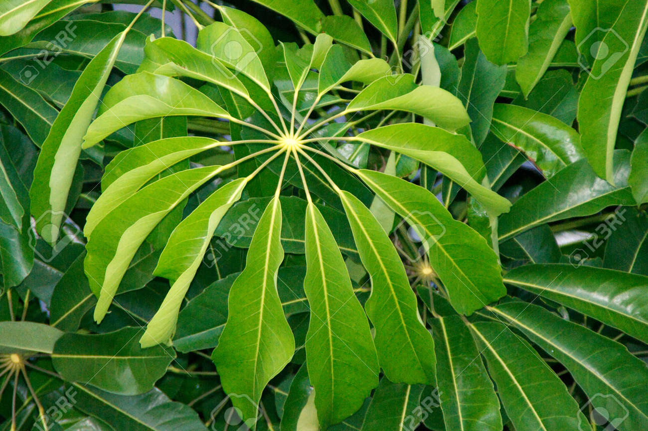 Actinophylla árbol De Paraguas Fotos, Retratos, Imágenes Y Fotografía De Archivo Libres De Derecho. Image 44318020.