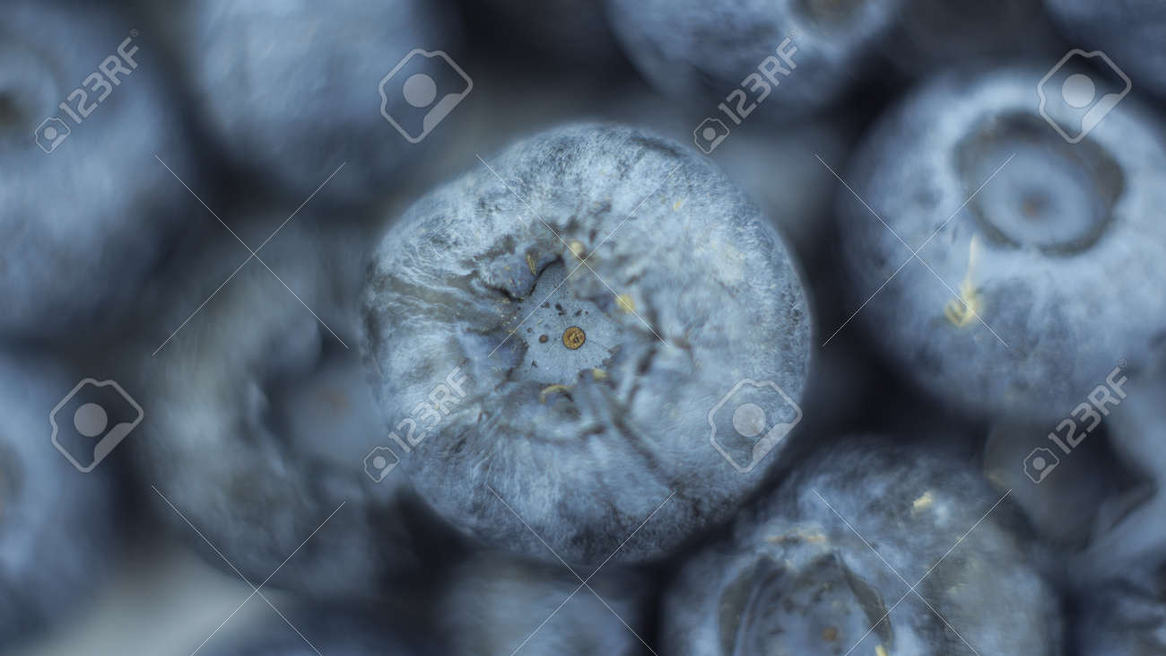 Close-up of ripe juicy blueberries on a white background. - 152885236 Close-up of ripe juicy blueberries on a white background. - 152885236