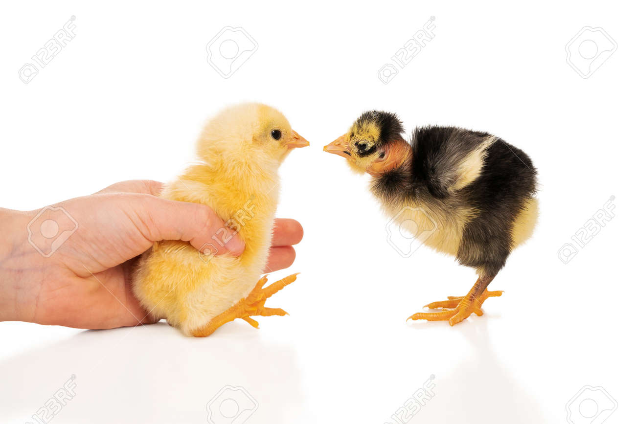 scared yellow chicken in hand met scary bare-necked chicken isolated on white background - 165449556 scared yellow chicken in hand met scary bare-necked chicken isolated on white background - 165449556