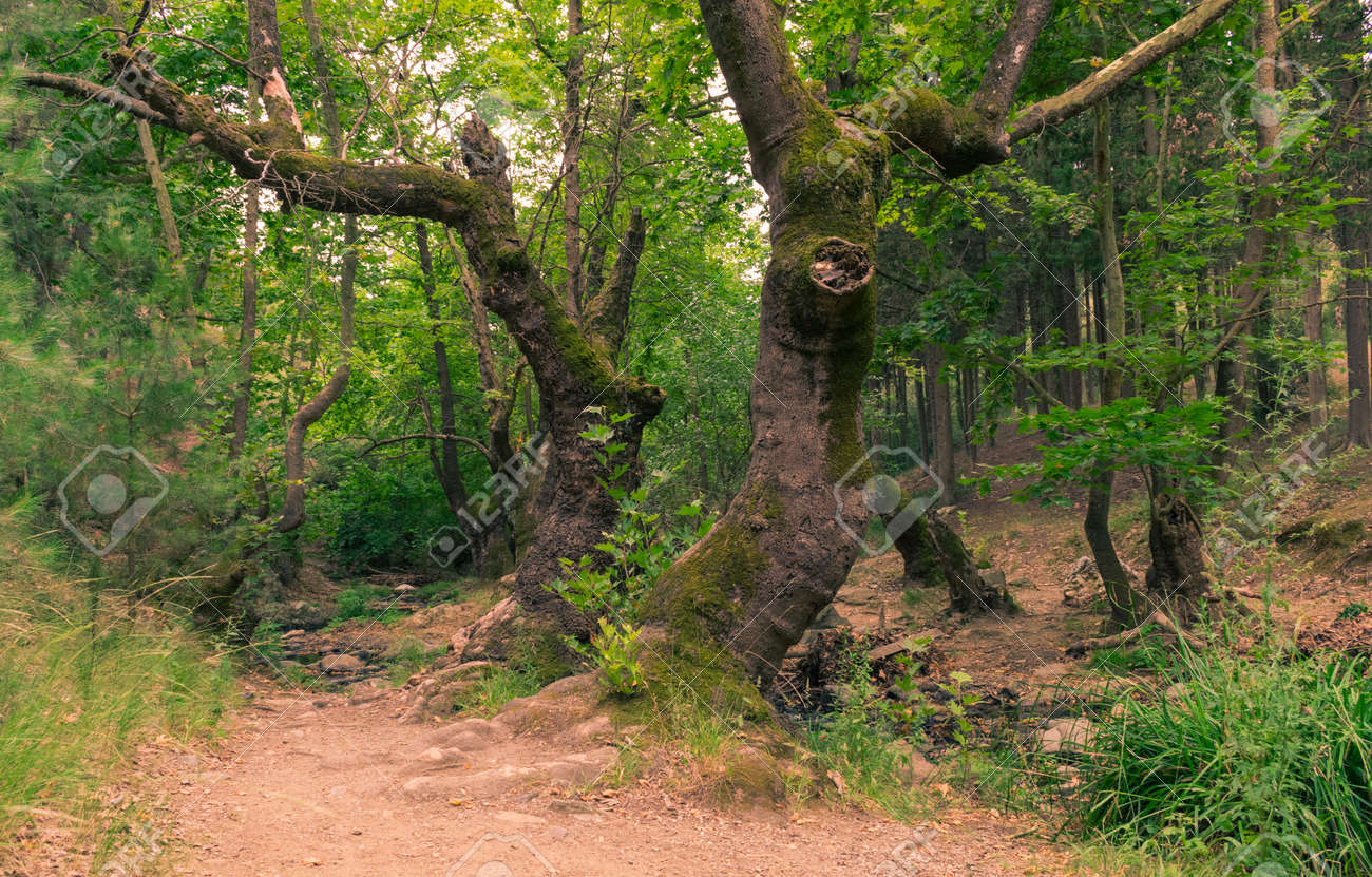 Mysterious Forest Path Stock Photo Picture And Royalty Free Image Image