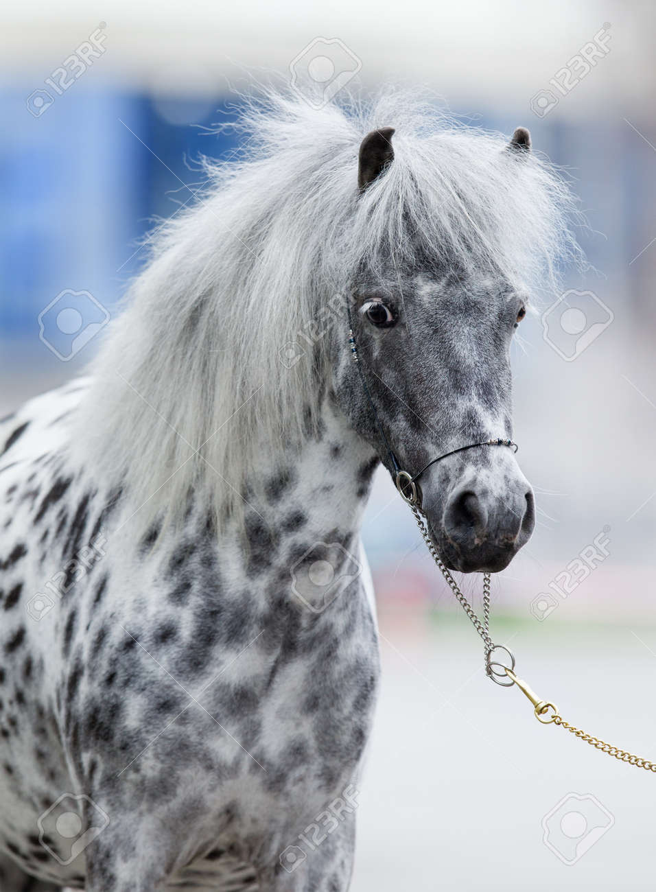 appaloosa horse portrait stock photo picture and royalty free image
