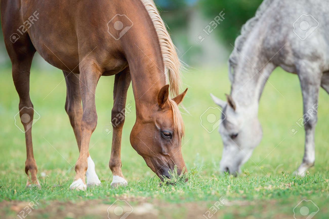 Two Horses Eating Green Grass In Field Arabian Mares Stock Photo Picture And Royalty Free Image Image 52910663