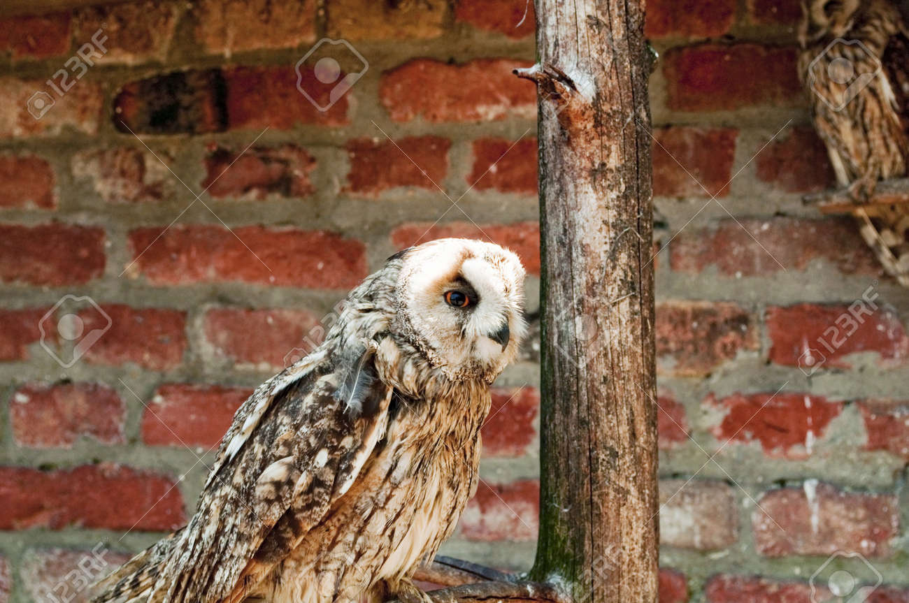 ケージのフクロウ の写真素材 画像素材 Image