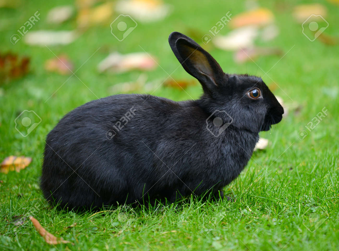 黒いウサギの写真素材・画像素材 Image 23318204