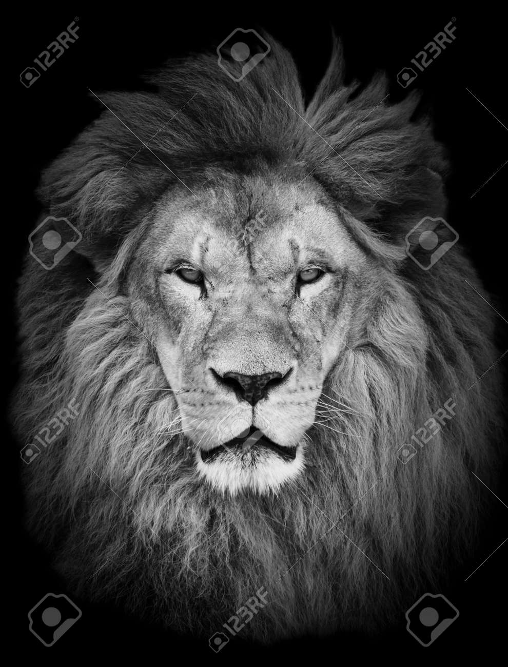 black and white lion stock photos royalty free black and white lion