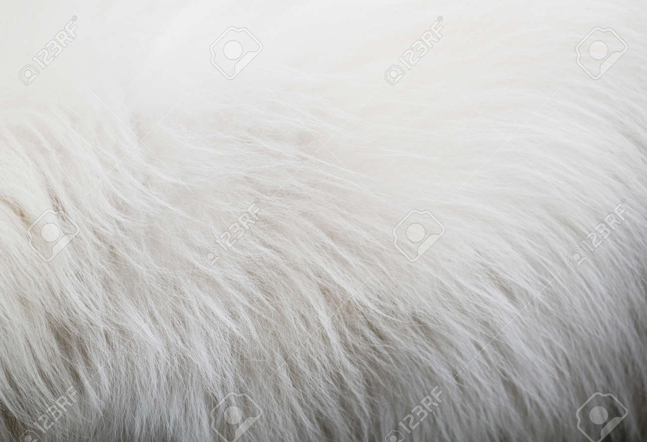 what is a mini golden retriever