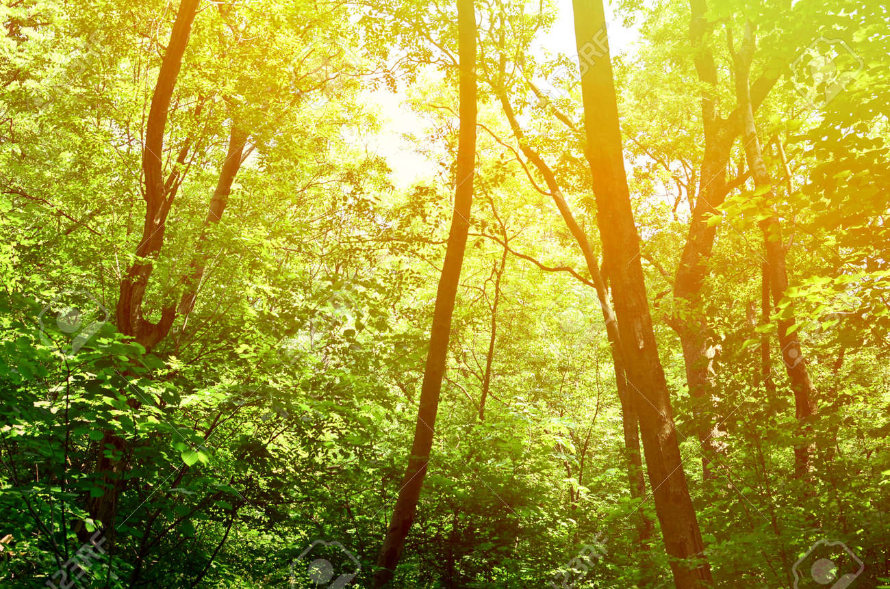 beautiful green forest background stock photo picture and royalty background forest