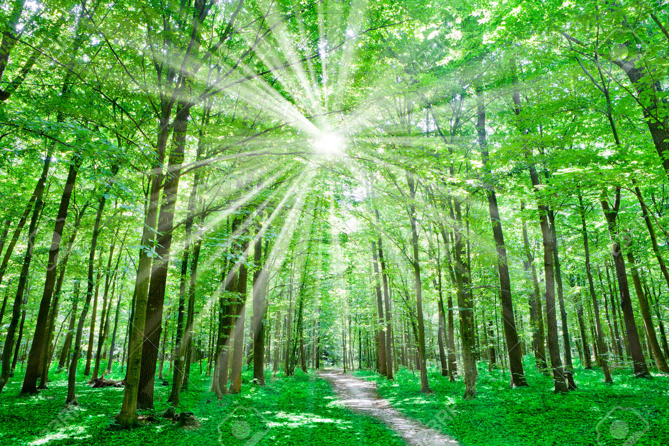 自然。太陽と太陽の光と緑の森 の写真素材・画像素材 Image 43561132.