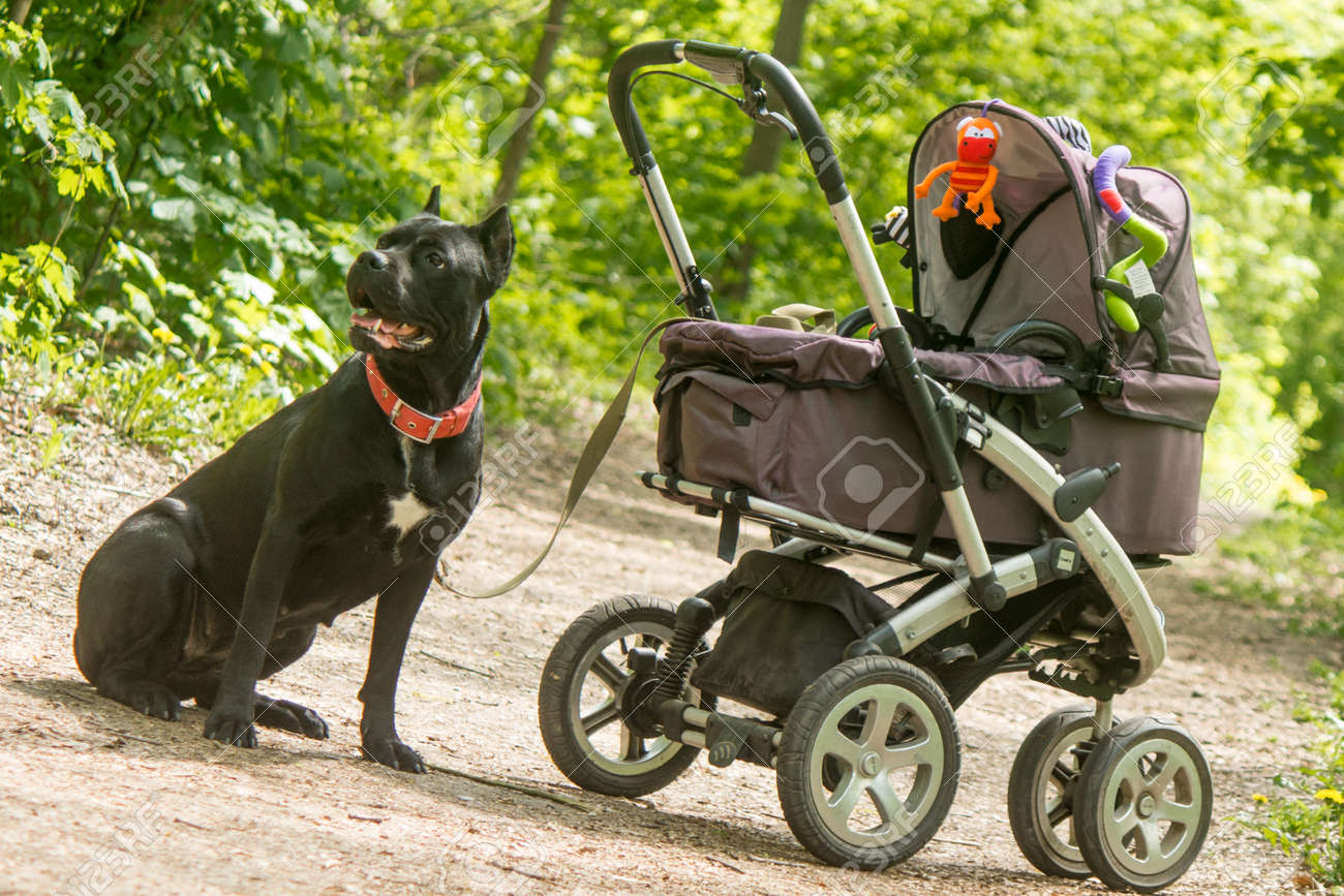 dog in baby carriage