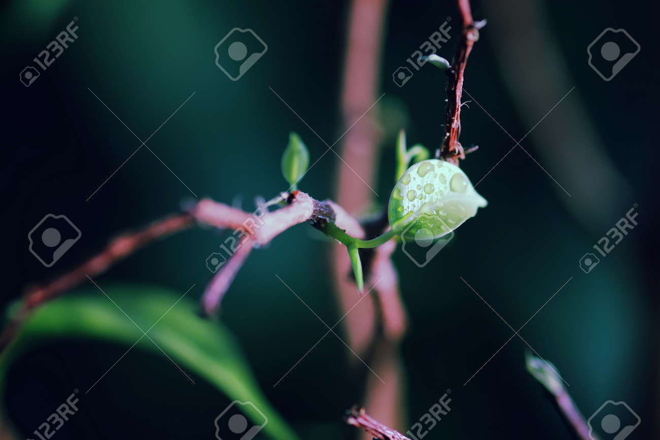 etiam-dictum-ipsum-a-felis