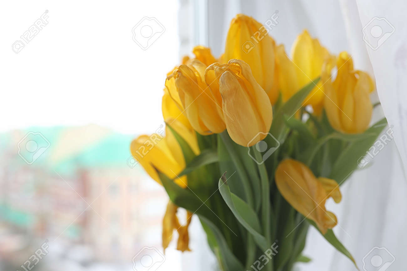 窓ガラスの花瓶に黄色いチューリップの花束 黄色いチューリップの花から女性の日への贈り物 窓の花瓶の中の美しい黄色い花 の写真素材 画像素材 Image 窓ガラスの花瓶に黄色いチューリップの花束 黄色いチューリップの花から女性の日への贈り物 窓の花瓶の中の美しい黄色い花 の写真素材 画像素材 Image