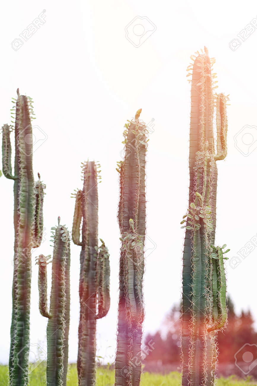 空に対する背の高いサボテン グリーンサボテン の写真素材 画像素材 Image