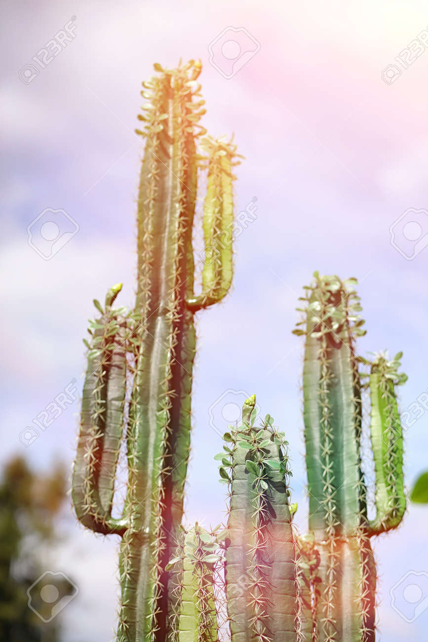 空に対する背の高いサボテン グリーンサボテン の写真素材 画像素材 Image