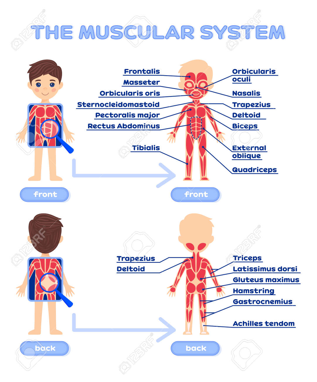 human-muscular-system-with-a-description-front-and-back-view-worksheet-for-anatomy-and-biology-lesson-poster-printable-cartoon-style-white-background-vector-image-for-education-with-children-royalty-free-svg-cliparts for Free Printable Muscular System Worksheets Human Muscular System With A Description. Front And Back View. Worksheet For Anatomy And Biology Lesson. Poster. Printable. Cartoon Style. White Background. Vector Image For Education With Children. Royalty Free SVG, Cliparts, for Free Printable Muscular System Worksheets