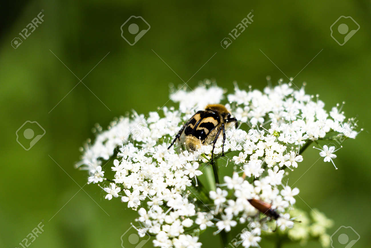 A Small And Beautiful Beetle In Black And Yellow Stripes Sits