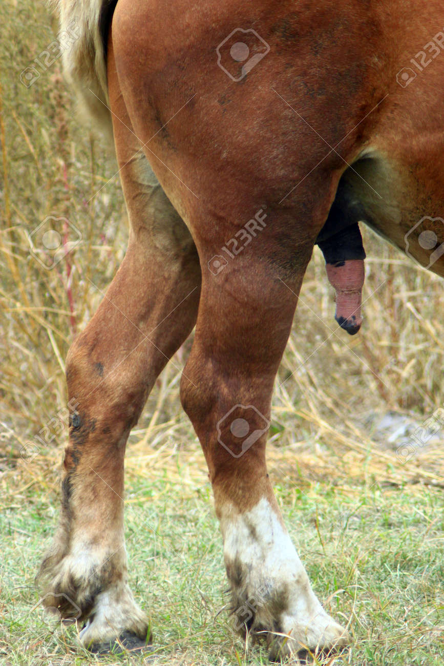 Parte Trasera Del Caballo Con La Erección Del Pene Fotos, retratos,  imágenes y fotografía de archivo libres de derecho. Image 40341941