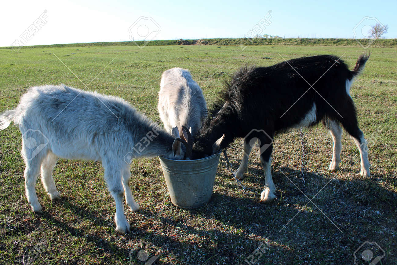 three goats drinking water from thr bucket on the pasture stock