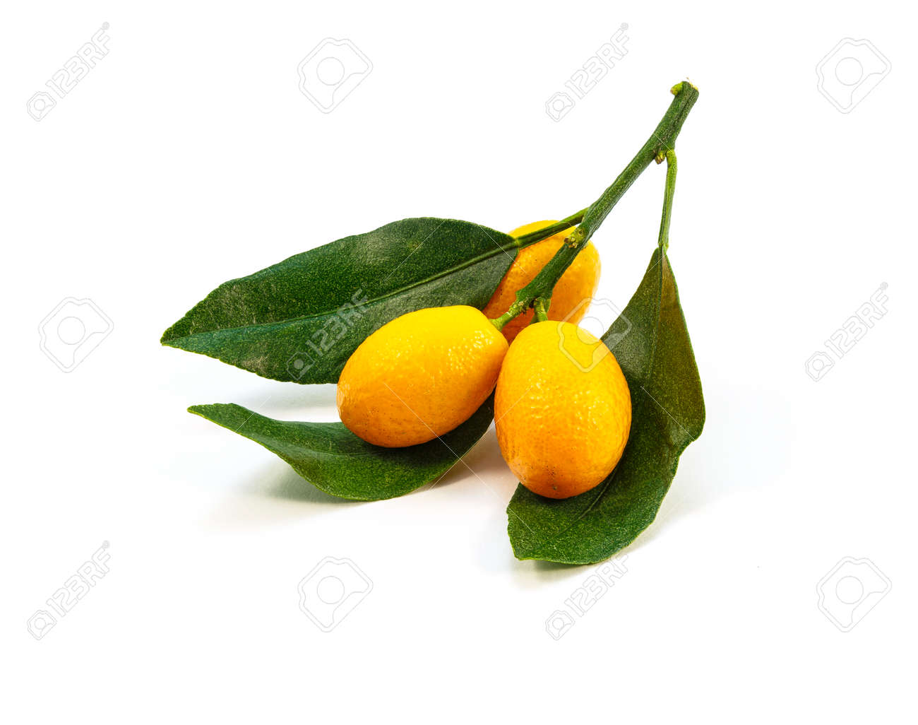 kumquat branches on a white background stock photo picture and