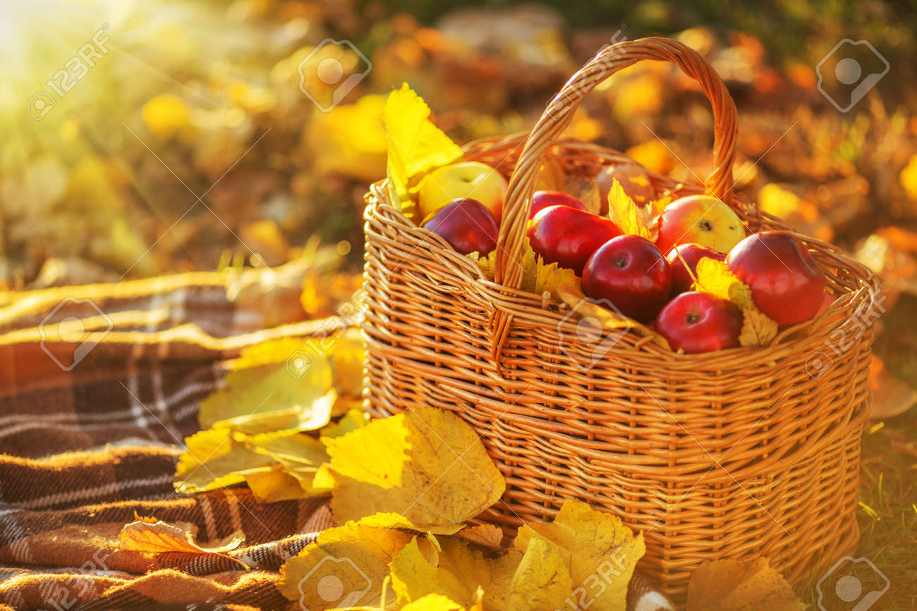 Full basket of red juicy organic apples with yellow leaves on autumn outdoors with soft sun backlit. Good harvest of apples in fall. Thanksgiving holiday concept. - 31878438 Full basket of red juicy organic apples with yellow leaves on autumn outdoors with soft sun backlit. Good harvest of apples in fall. Thanksgiving holiday concept. - 31878438