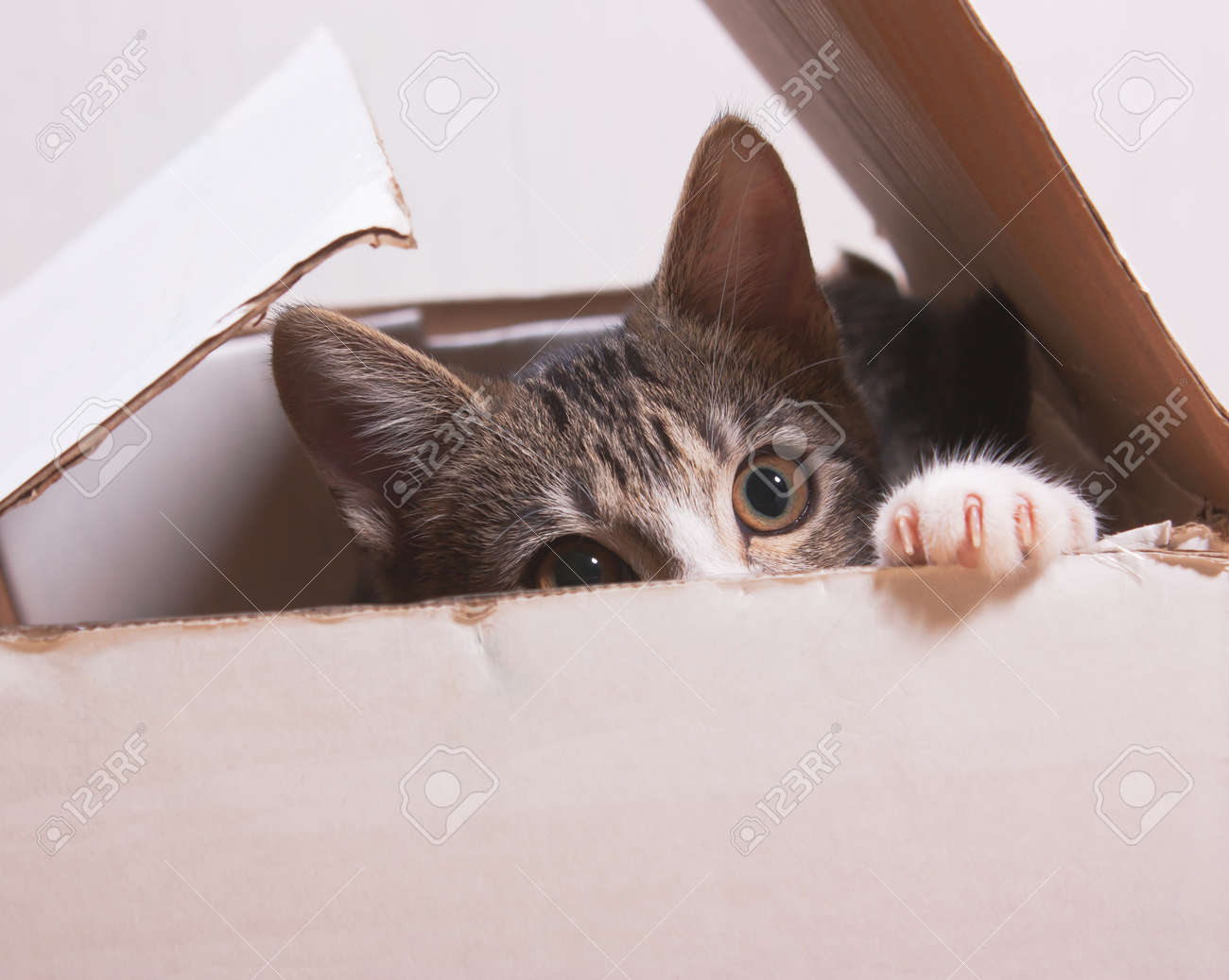 cat hiding box