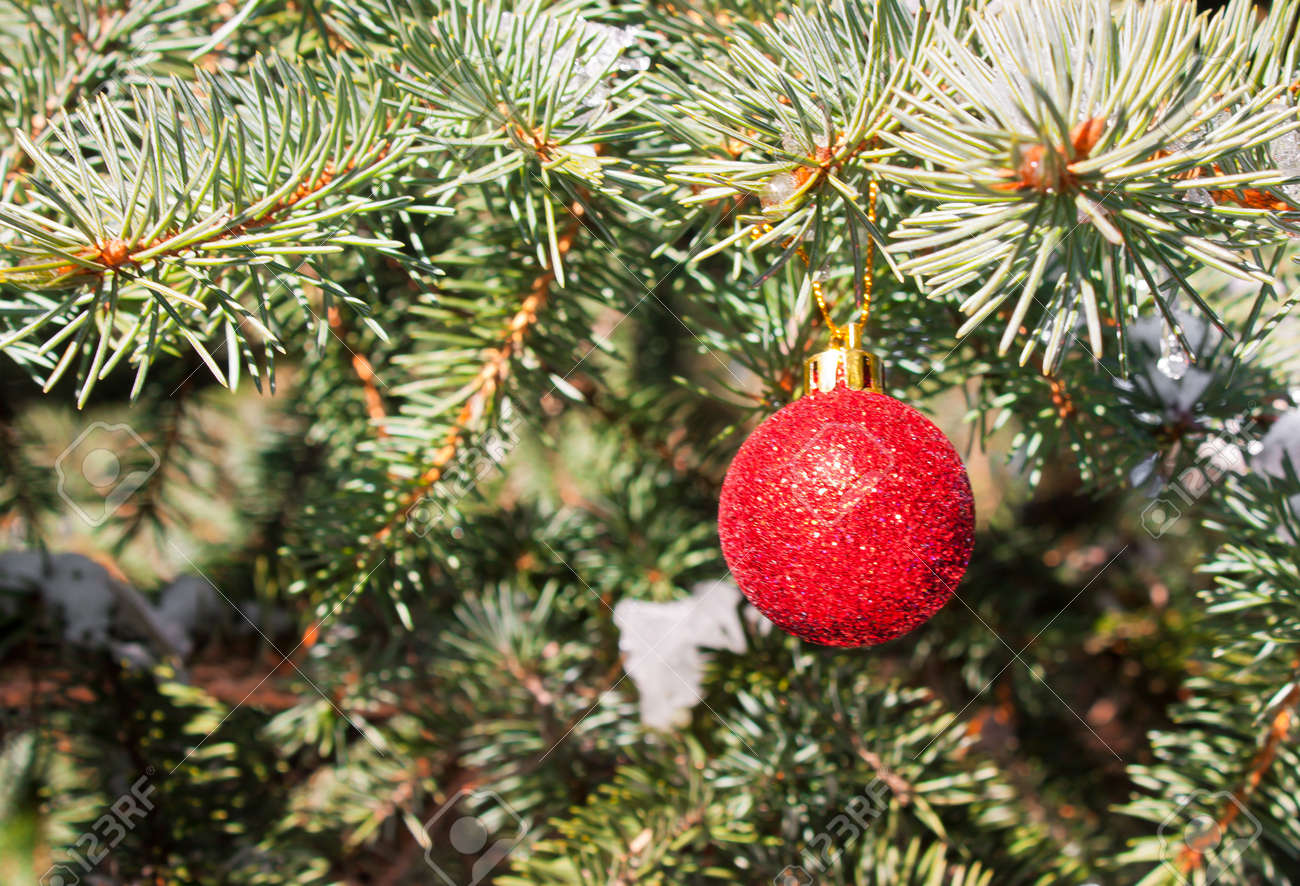 christmas toy on a branch of an evergreen tree outdoors concept of winter holiday - An Evergreen Christmas christmas toy on a branch of an evergreen tree outdoors concept of winter holiday - An Evergreen Christmas