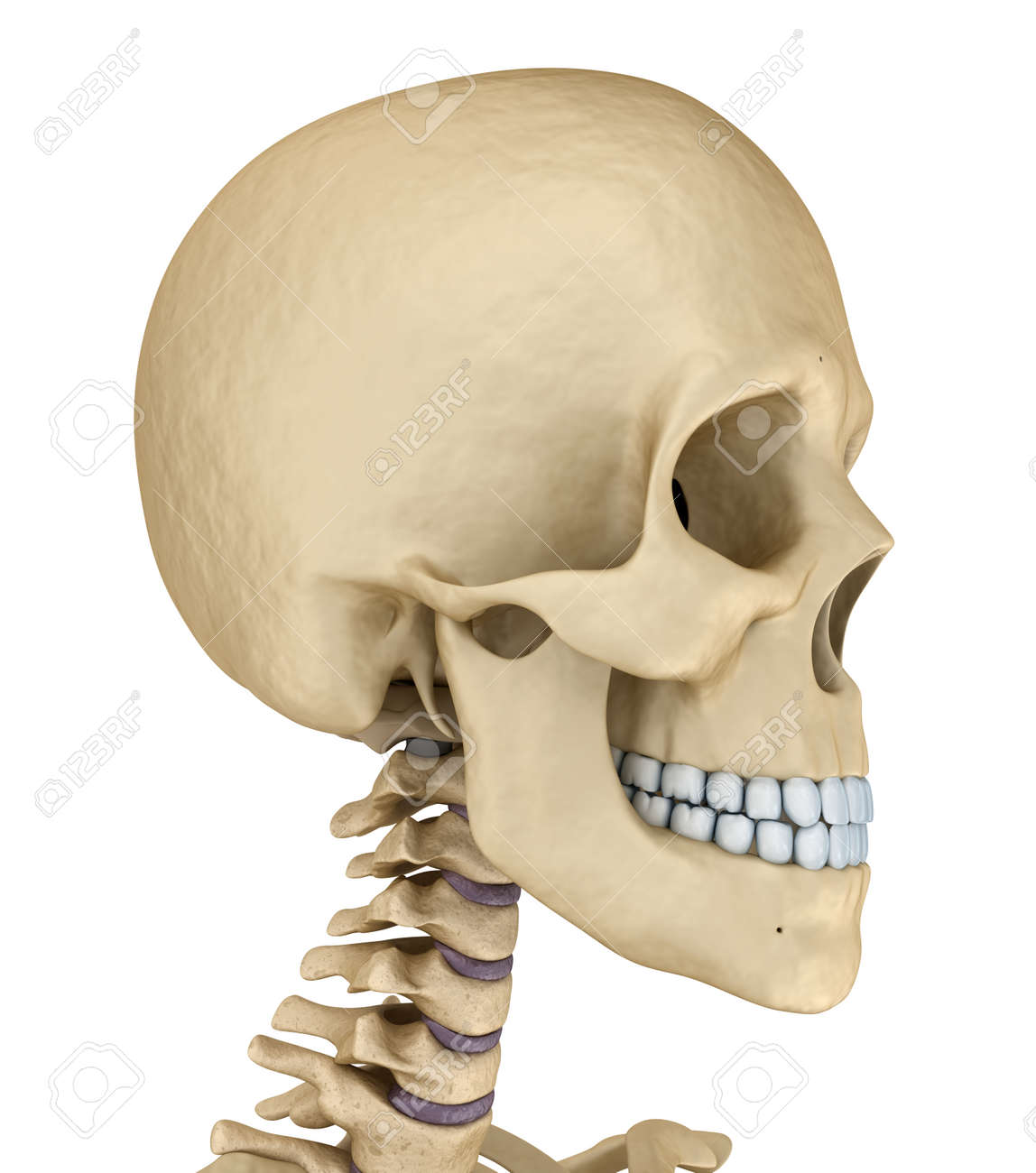 human skull skeleton isolated medically accurate 3d illustration