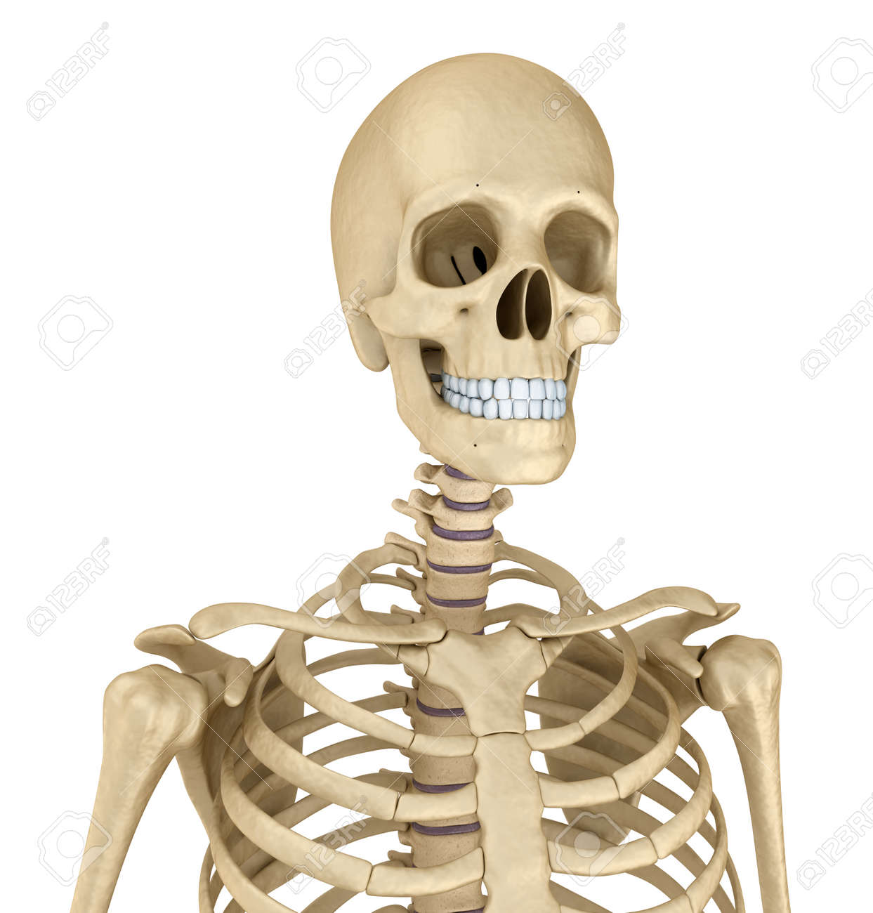人間の骨格の胴体が分離されました 医学的に正確な 3 D イラスト の写真素材 画像素材 Image