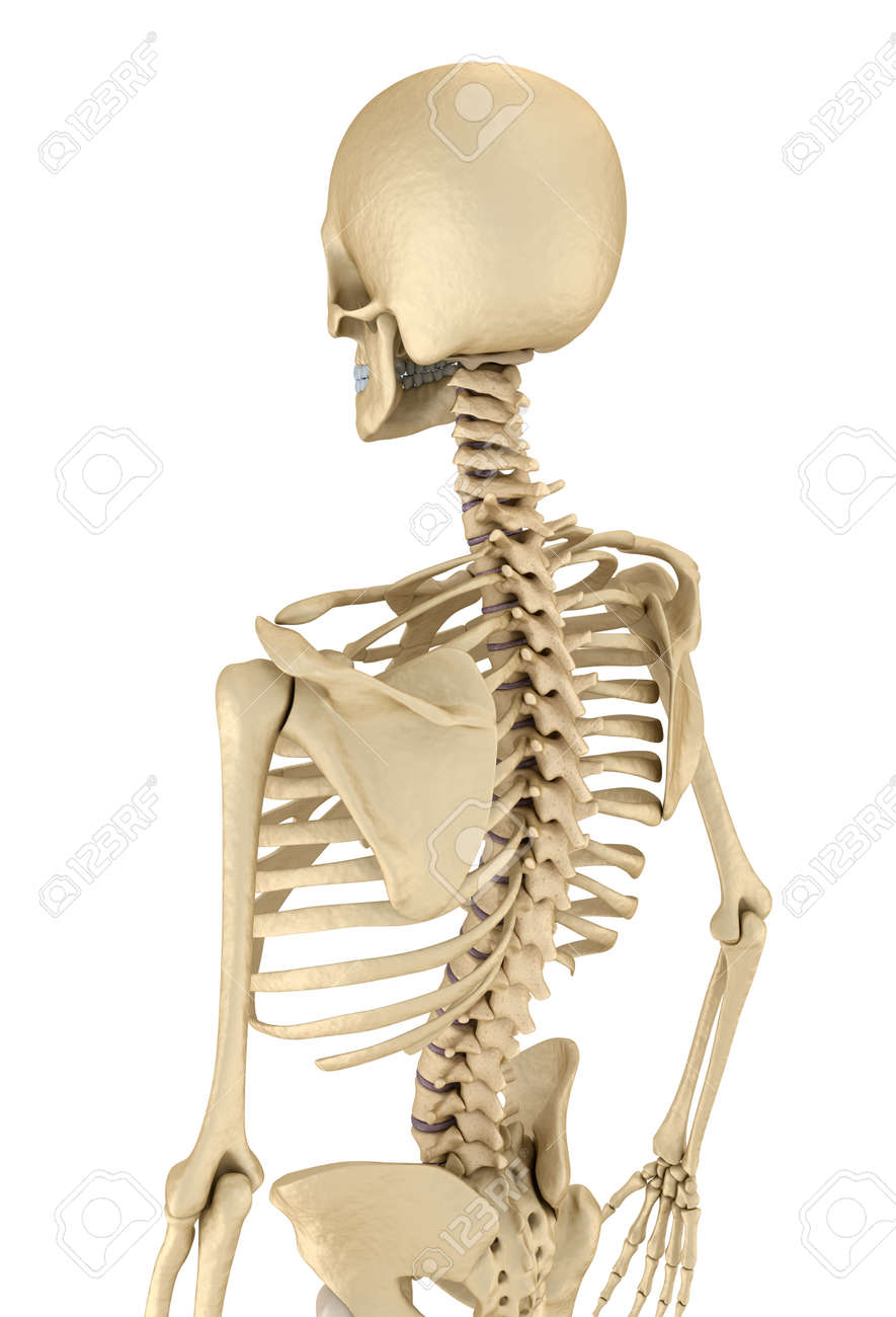 人間の骨格 胸胸 正面から見た図 医学的に正確な 3 D イラスト の写真素材 画像素材 Image
