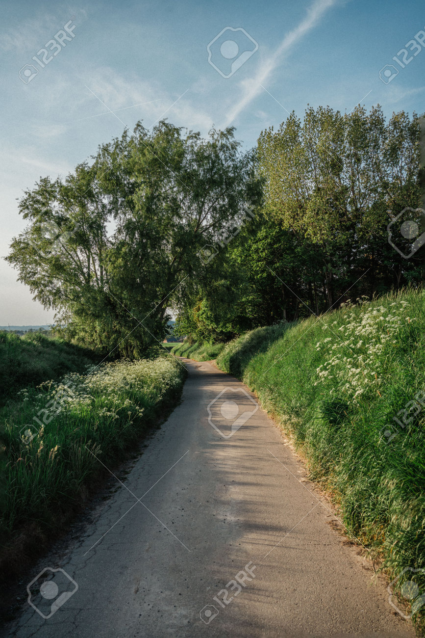 Meadow Road 牧草地の道