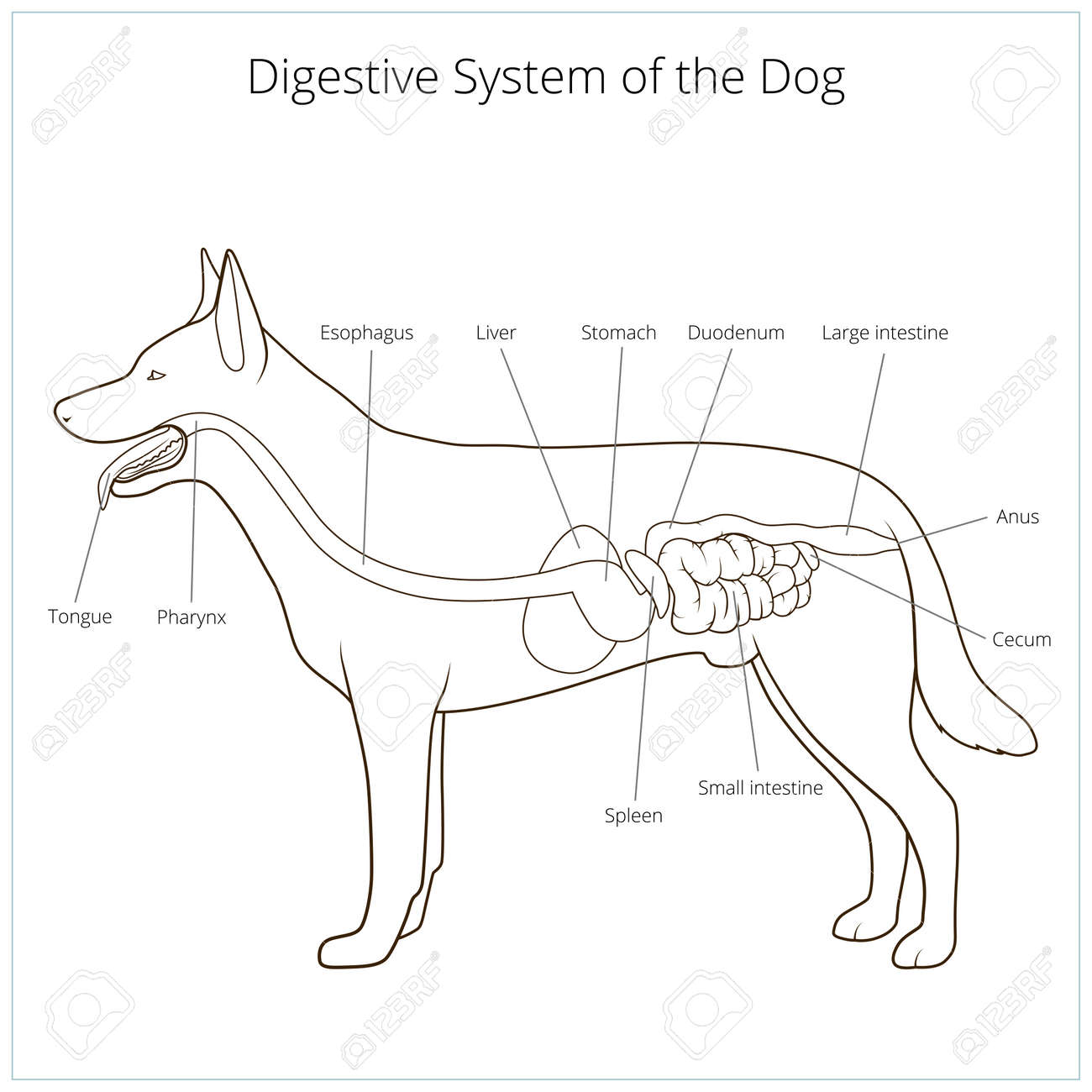 canine gi tract