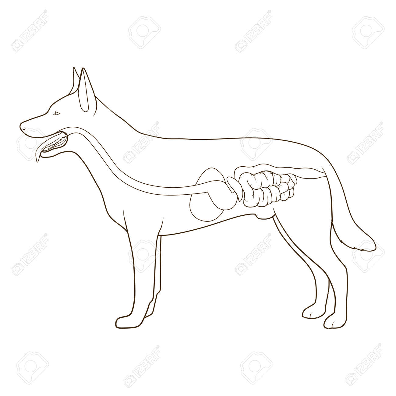 dog digestive tract