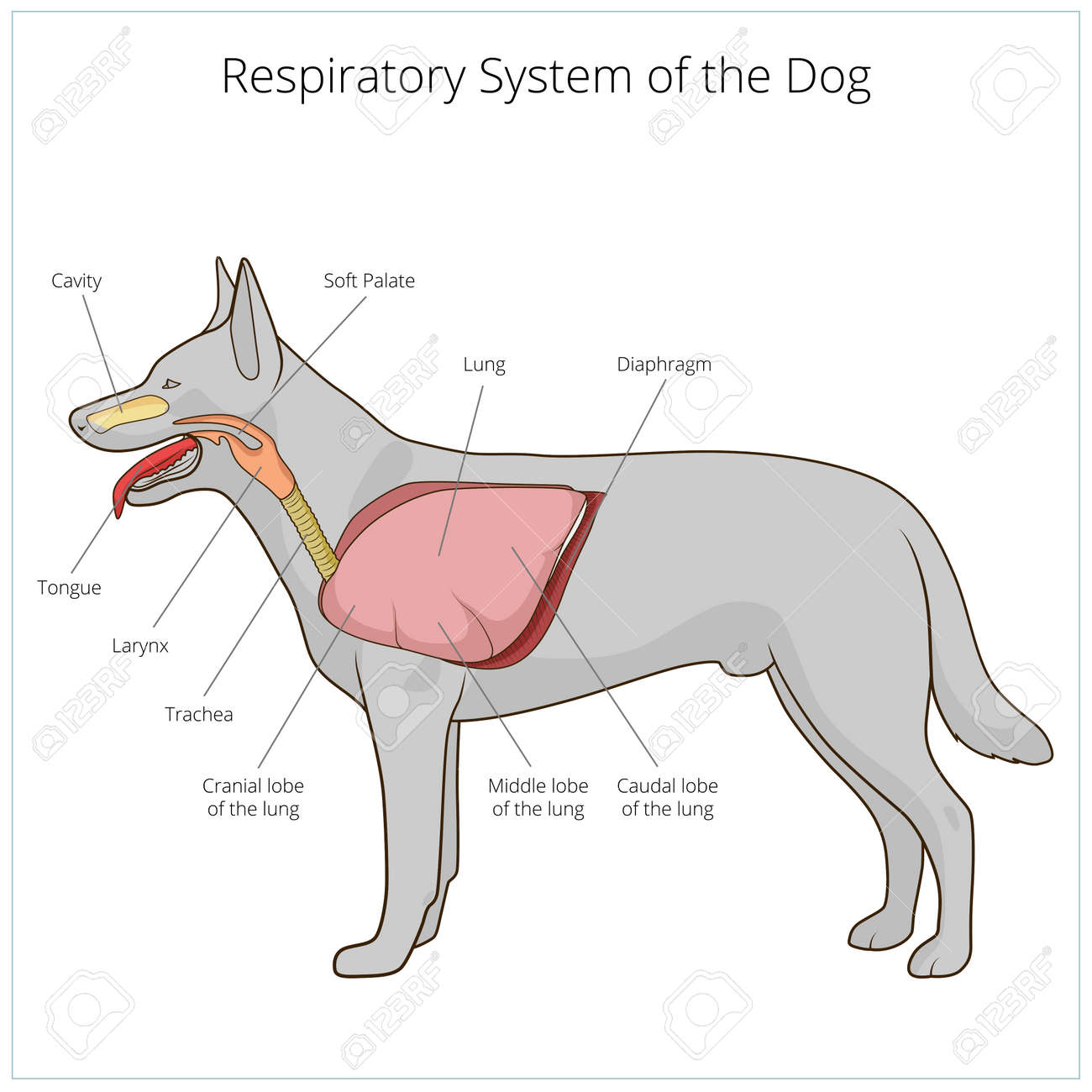 dog respiratory system dog respiratory system