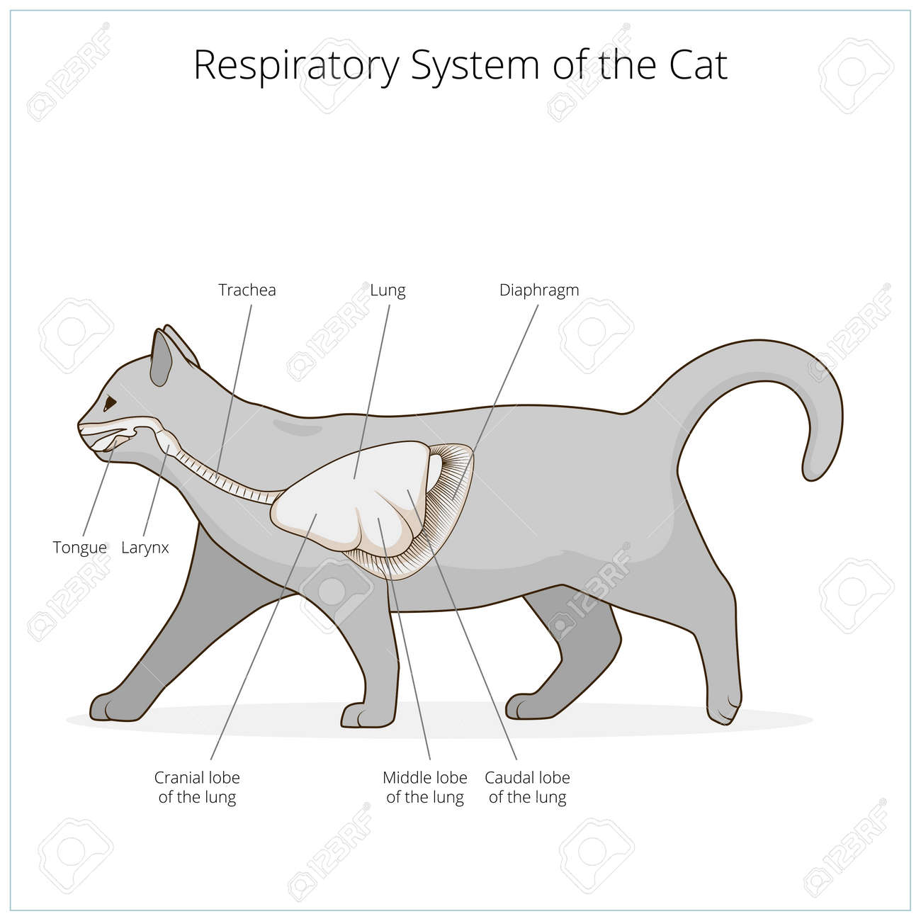 猫獣医医学教育のベクトル図の呼吸システム のイラスト素材 ベクタ Image 猫獣医医学教育のベクトル図の呼吸システム のイラスト素材 ベクタ Image