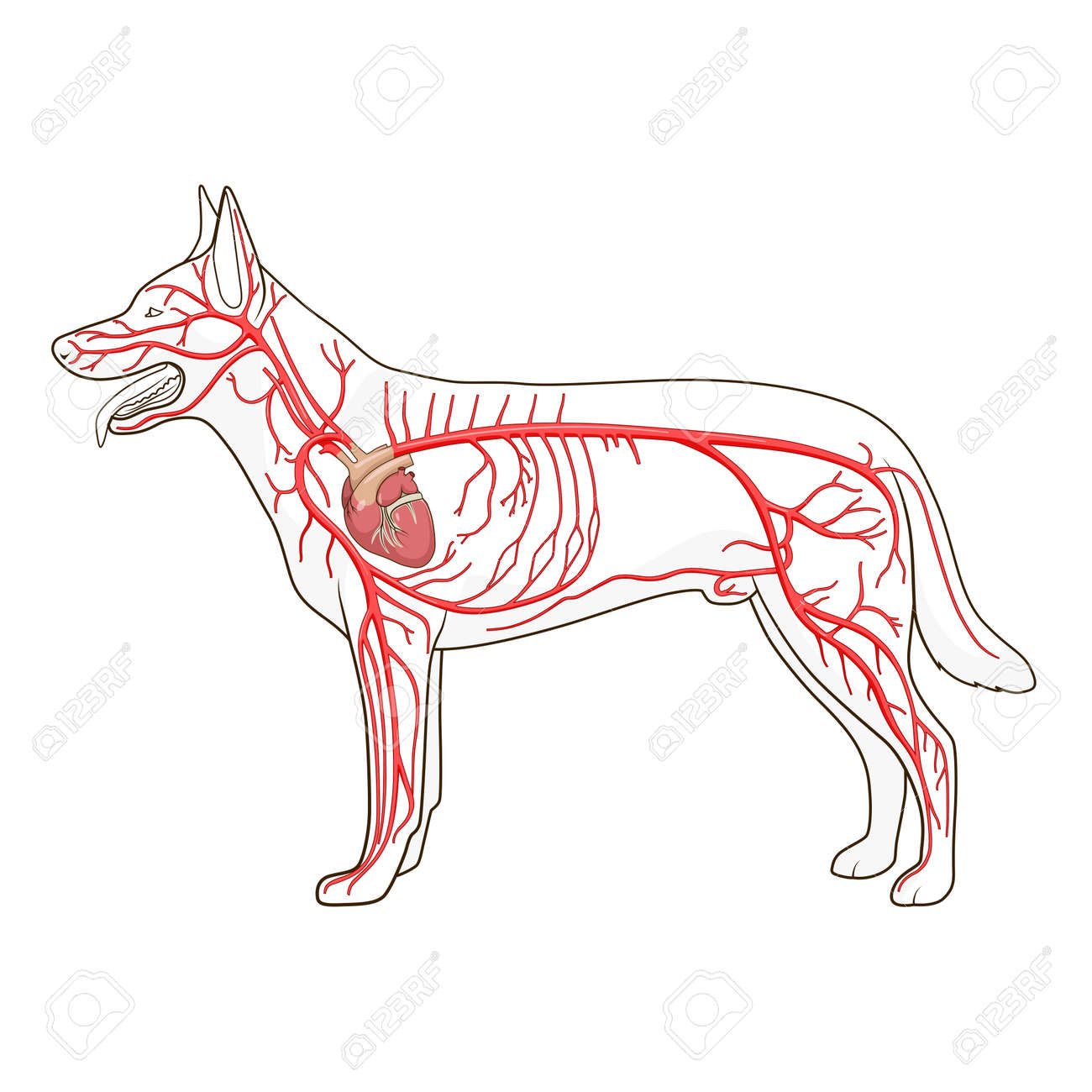 Arterial Circulatory System Of The Dog Medical Veterinary Science Educational Vector Illustration Royalty Free Cliparts Vectors And Stock Illustration Image 46796567