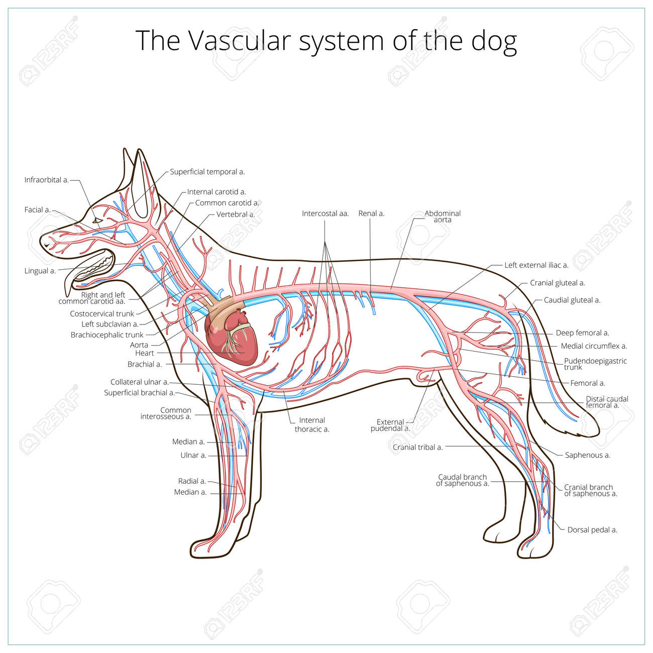 Vascular System Of The Dog Medical Veterinary Science Educational Vector Illustration Royalty Free Cliparts Vectors And Stock Illustration Image 46796571