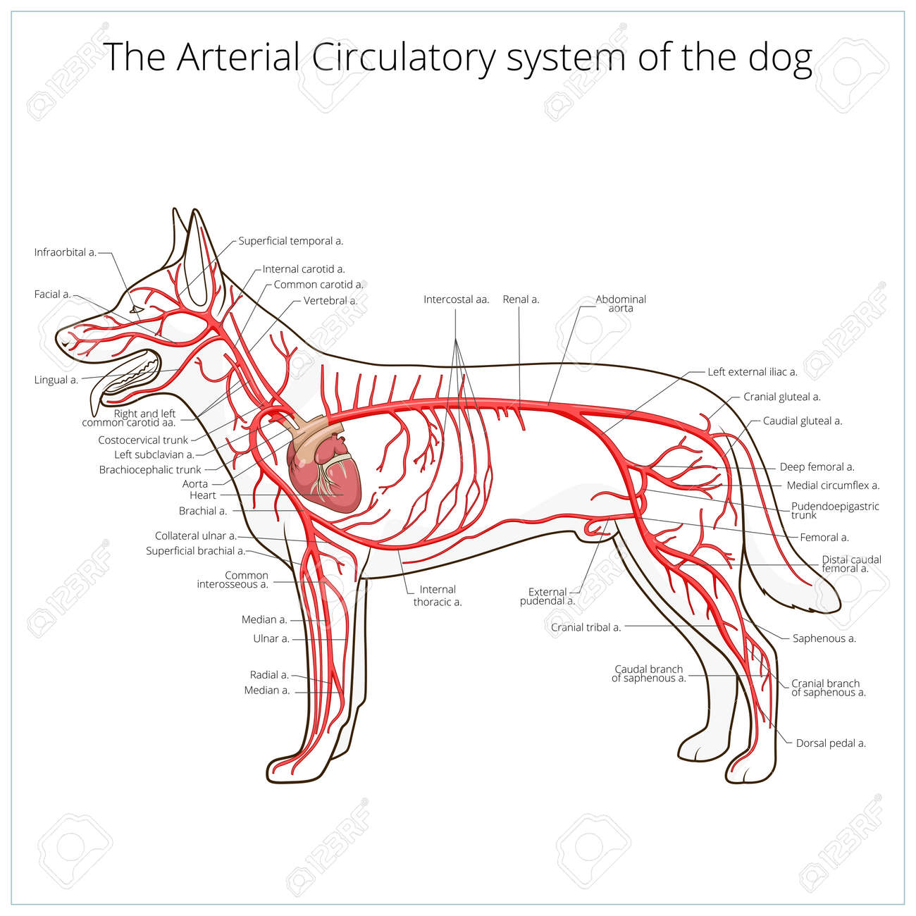 犬の医学獣医学教育ベクトル図の動脈の循環系 のイラスト素材 ベクタ Image