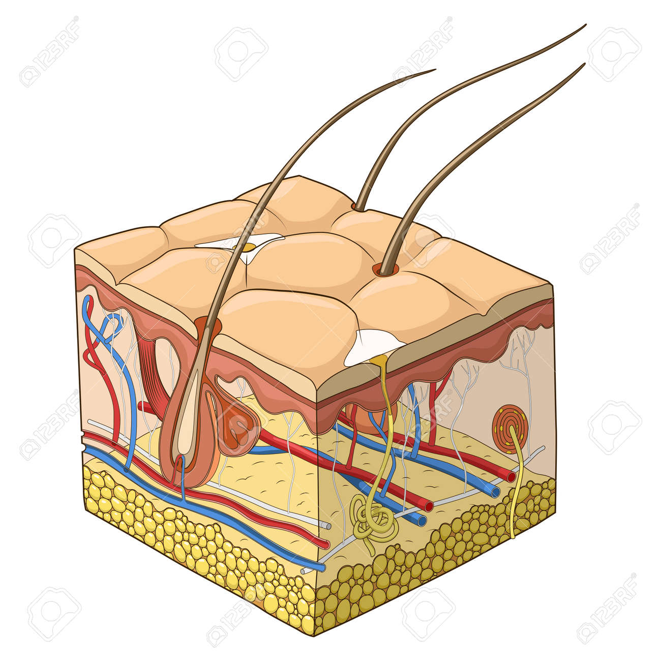 Slice of skin structure medical science educational vector illustration - 46796585 Slice of skin structure medical science educational vector illustration - 46796585