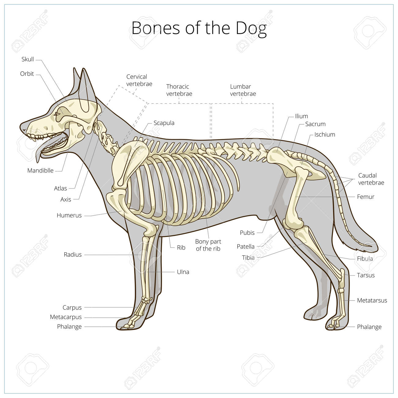dog skeleton bones