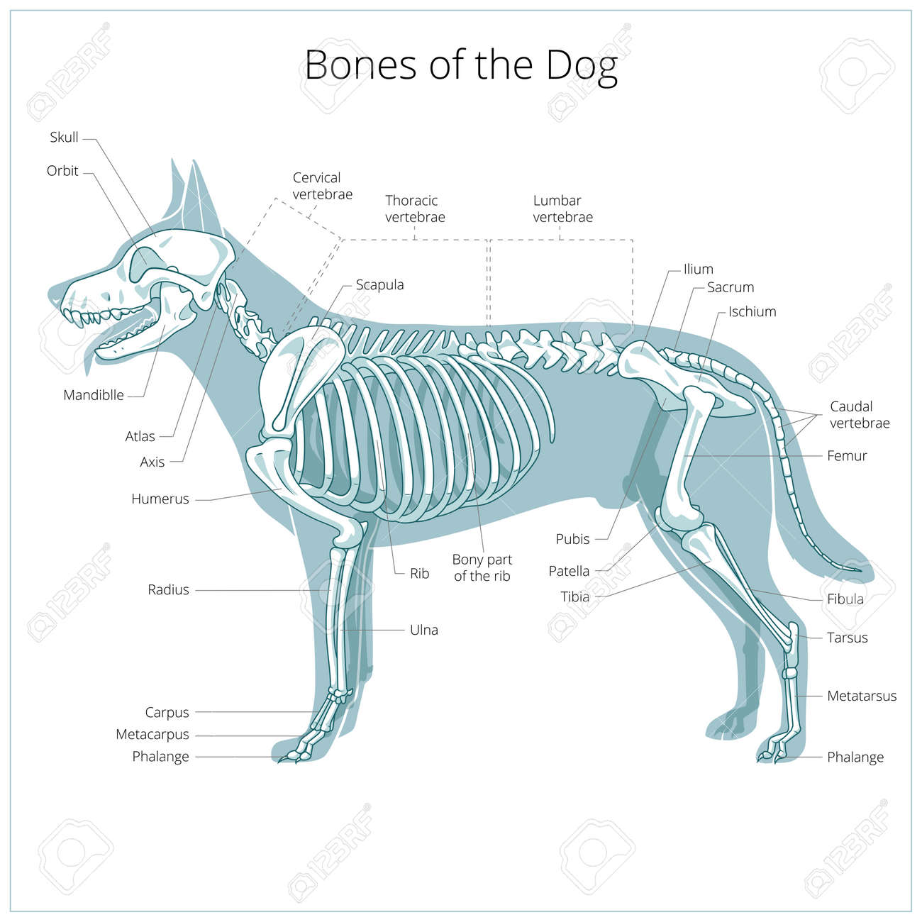 犬の骨格獣医ベクトル イラスト、犬骨、骨のイラスト素材