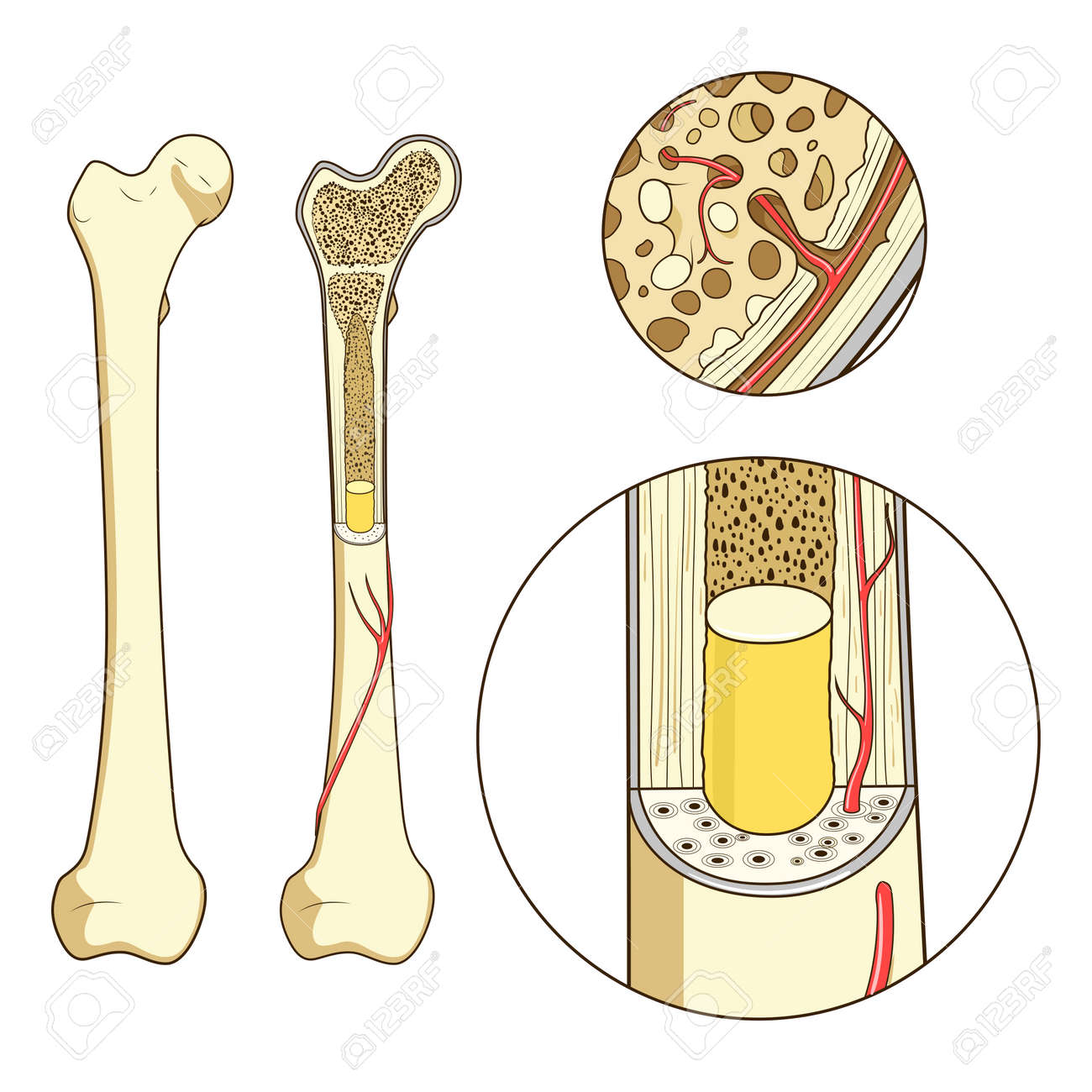 骨構造医学教育ベクトル イラスト 骨の解剖学 のイラスト素材 ベクタ Image