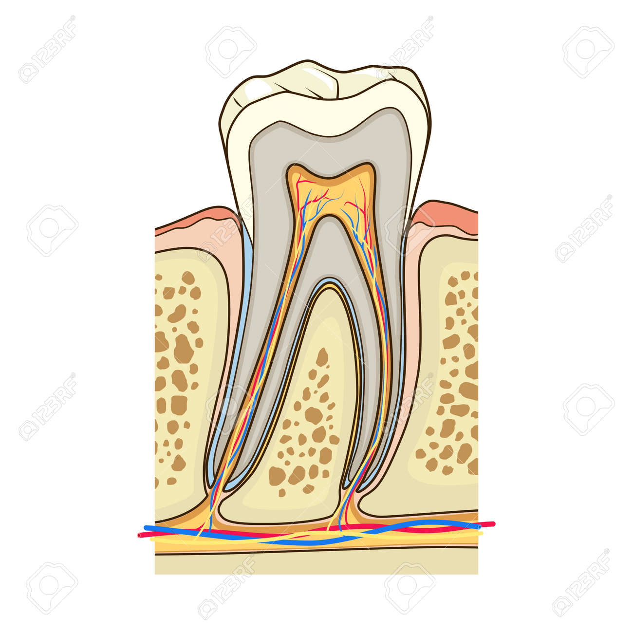 Строение зубов анатомия. Tooth structure. Структура зуба на английском. Structure of the dentin. Human teeth structure of tooth.