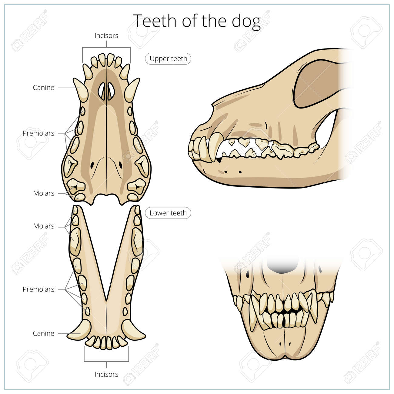 犬の獣医教育学ベクトル図の歯 獣医学教材のイラスト素材 ベクタ Image