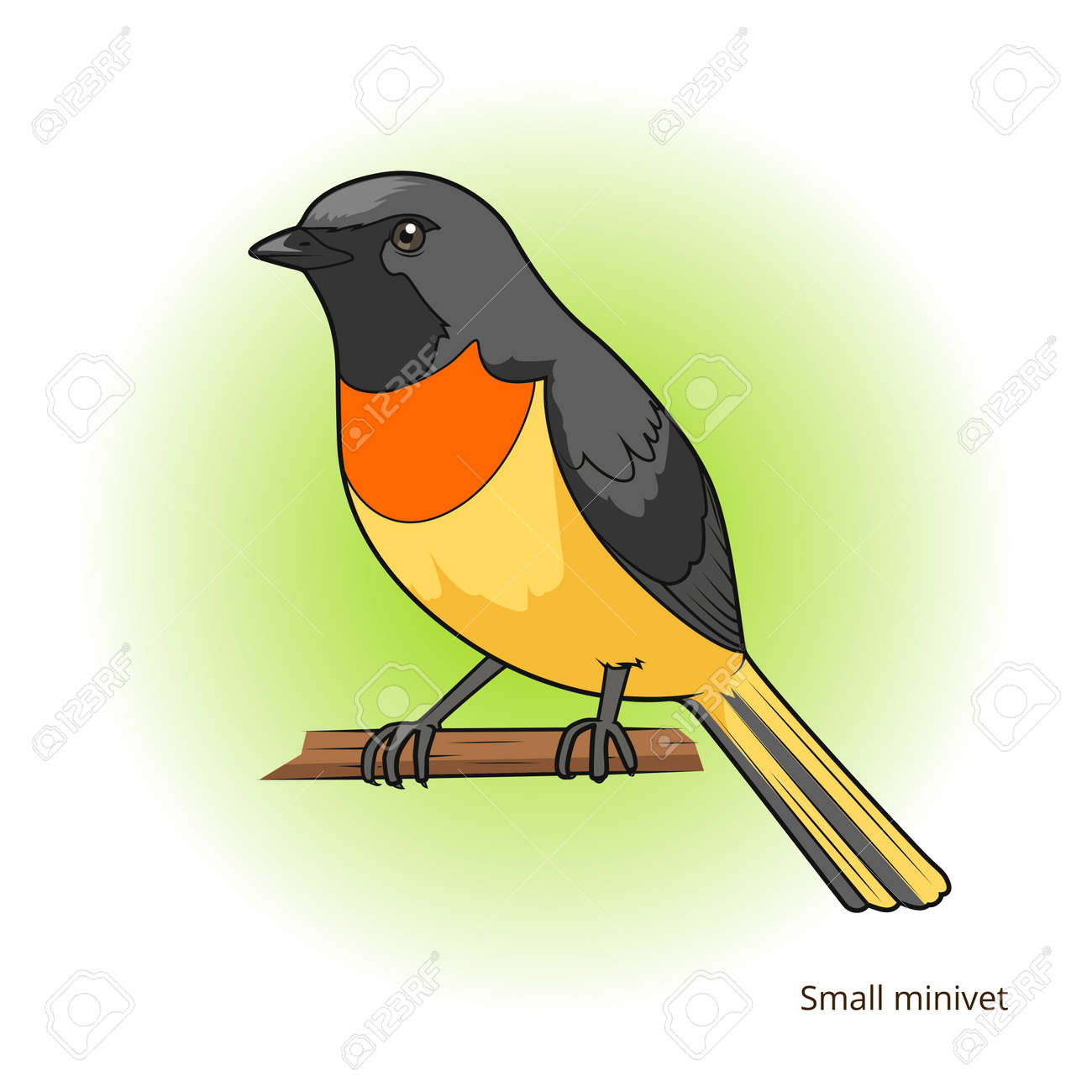 Petit Oiseau Minivet Apprendre éducatif Oiseaux Vecteur Illustration Jeu