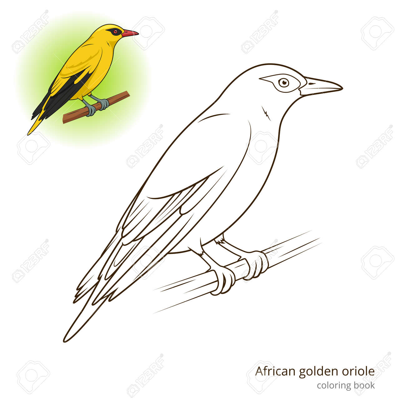 アフリカ ニシコウライウグイス鳥が鳥教育ゲーム着色本のベクトル図を学ぶのイラスト素材 ベクタ Image アフリカ ニシコウライウグイス鳥が鳥教育ゲーム着色本のベクトル図を学ぶのイラスト素材 ベクタ Image