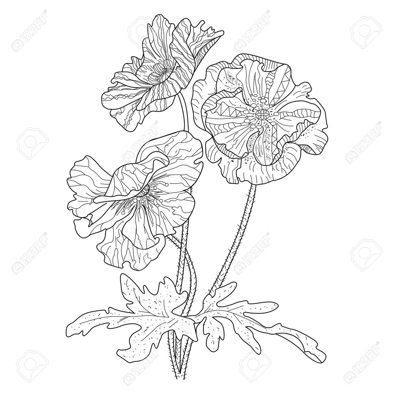 Poppy Flower Coloring Book For Adults Illustration. Anti-stress ... Poppy Flower Coloring Book For Adults Illustration. Anti-stress ...