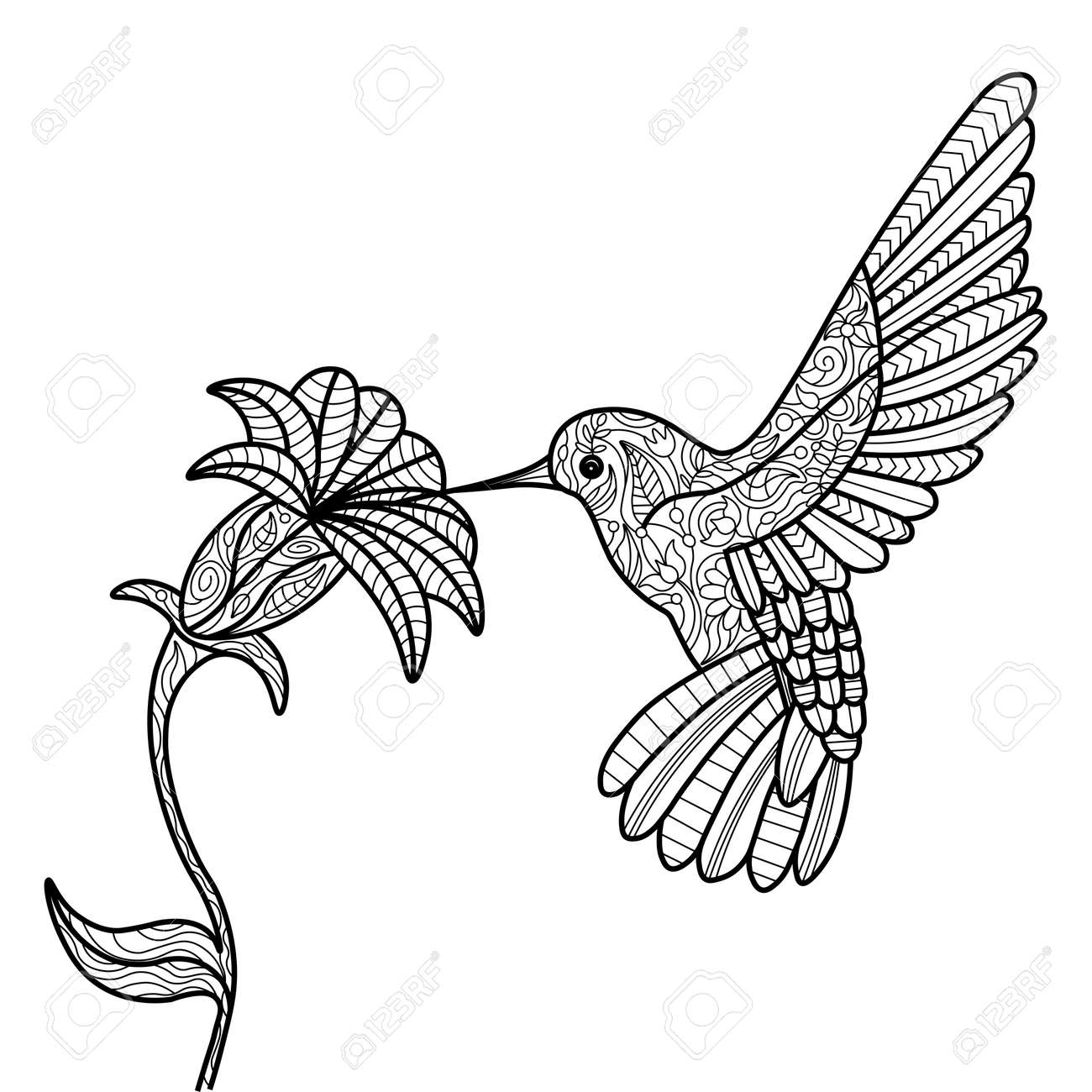 Hummingbird And Flower Coloring Book For Adults Vector Illustration.  Royalty Free SVG, Cliparts, Vectors, and Stock Illustration. Image 56433988., image size:1300x1300