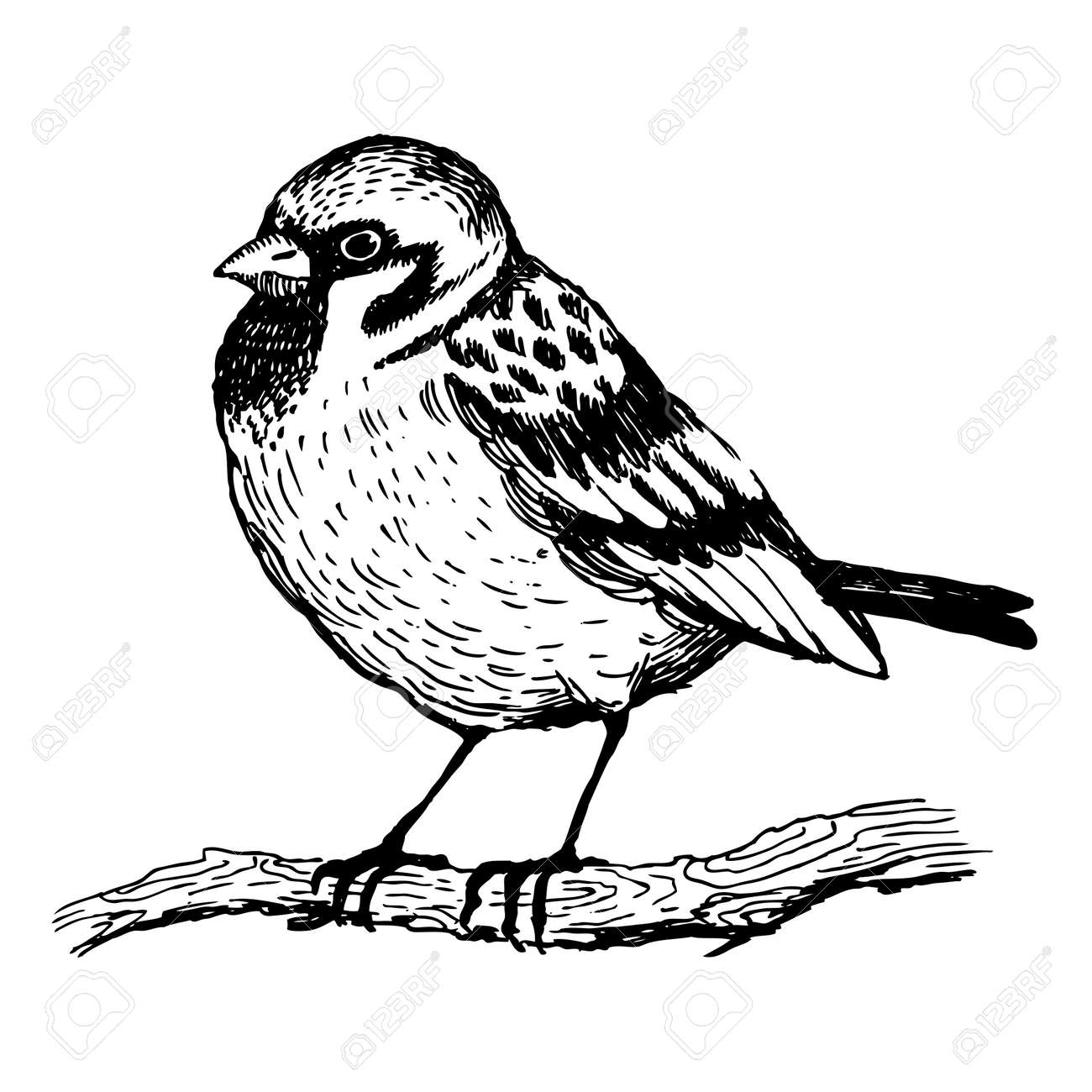Sparrow bird engraving vector illustration. Scratch board style imitation. Hand drawn image. - 86300460 Sparrow bird engraving vector illustration. Scratch board style imitation. Hand drawn image. - 86300460