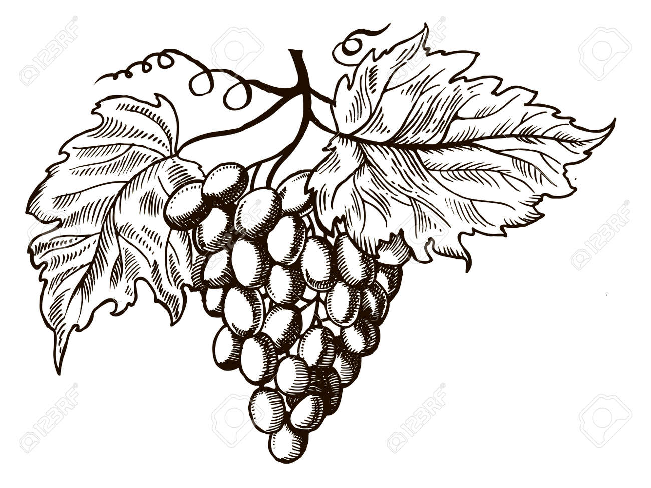 スクラッチ ボード スタイルの模倣 手描画イメージの葉イラスト ベリー果実の束 のイラスト素材 ベクタ Image 1706