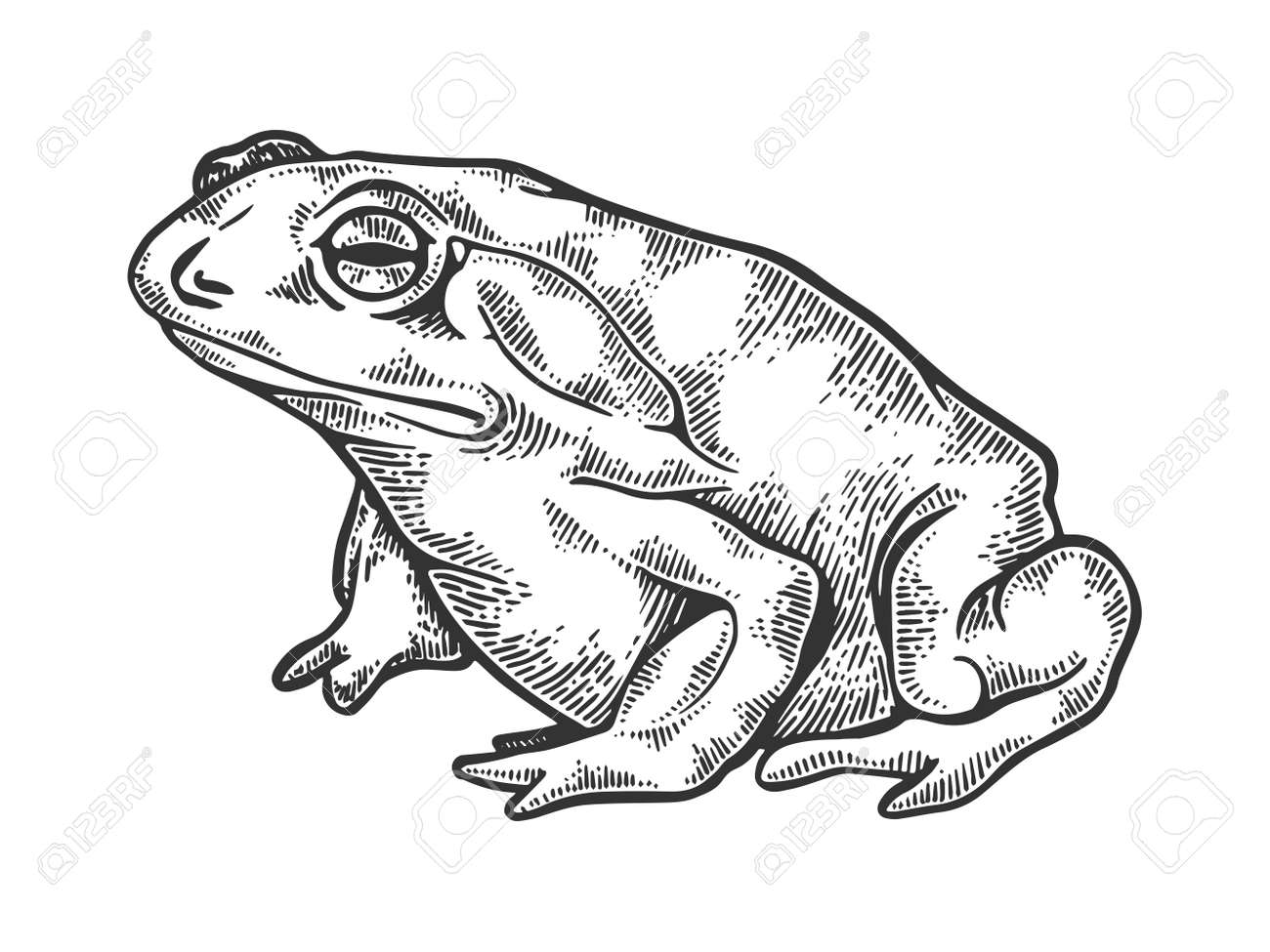 Hallucinogenic toad engraving vector illustration - 102399446 Hallucinogenic toad engraving vector illustration - 102399446
