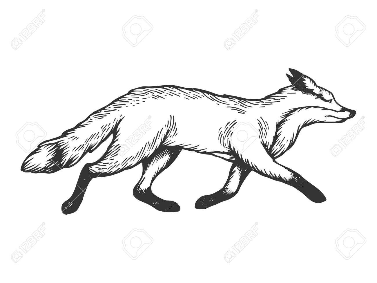 Running Fox Animal Engraving Vector Illustration. Scratch Board Style  Imitation. Black And White Hand Drawn Image. Royalty Free SVG, Cliparts,  Vectors, and Stock Illustration. Image 105212110., image size:1300x975